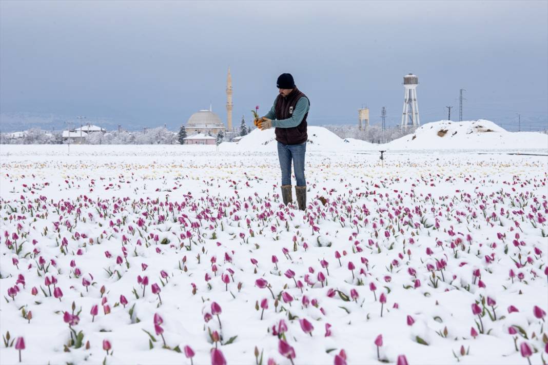 Ünlü lale bahçesi bu yıl bambaşka bir görsel şölen sunacak 8
